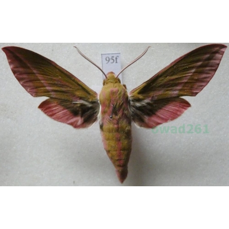 Deilephila elpenor (Linnaeus, 1758) Zmrocznik gładysz Czech95f